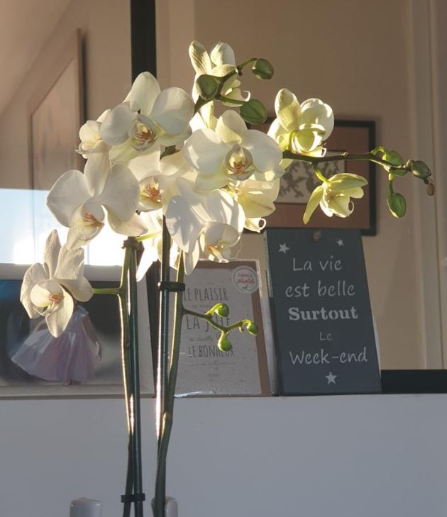 savoir voir ce qui est beau - burn-out la rochelle manage et vous